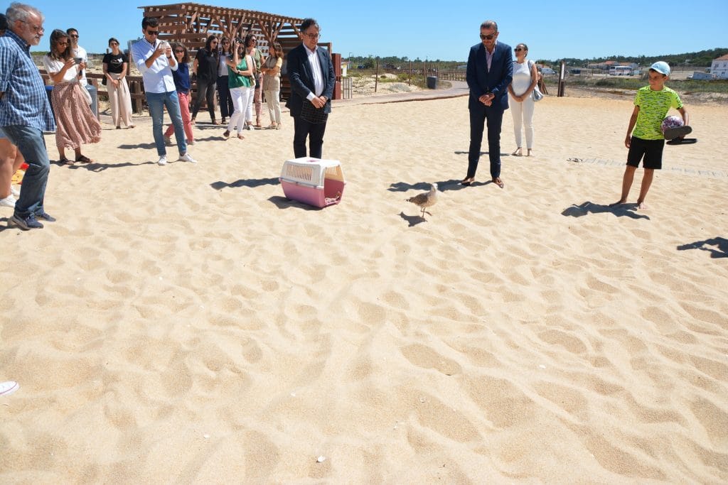 BANDEIRA_PRAIA_OURO_COSTA_STANDRE_foto_CMSC_