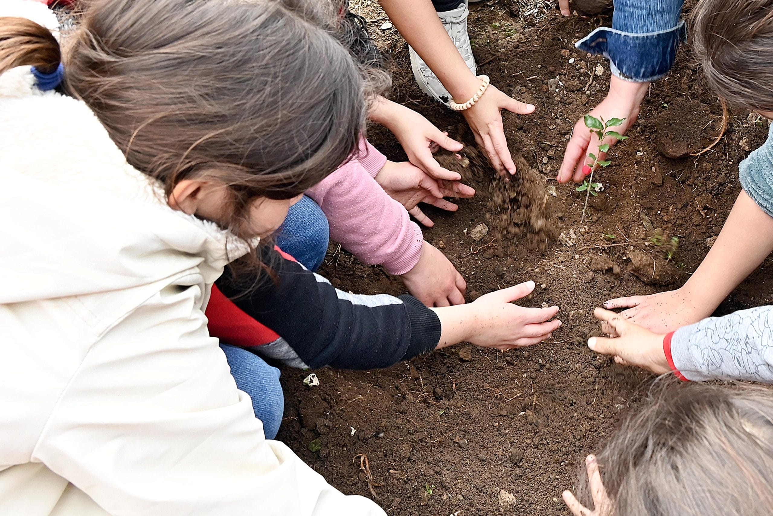 dia mundial da árvore