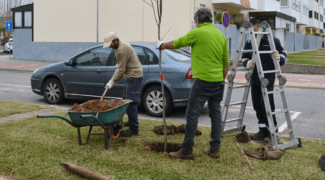 2026060126_ST_ANDRE_PLANTACAO_ARVORES_foto_CMSC_GB (17)