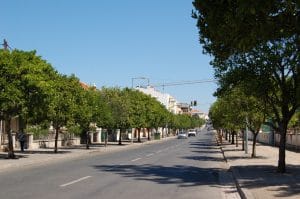 Apanha de laranjas em Santiago do Cacém