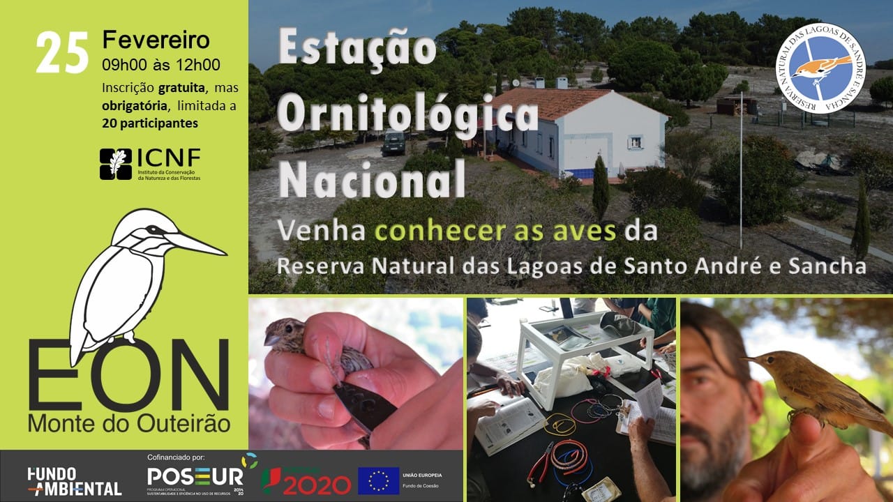 Visita guiada à Estação Ornitológica Nacional – Reserva Natural das Lagoas de Santo André e Sancha
